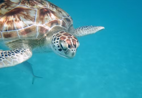 Barbados: Snorkeling, Diving & Marine Life