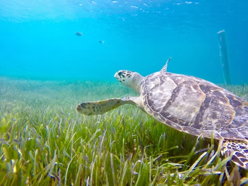 Turks & Caicos: Snorkeling, Diving & Reefs