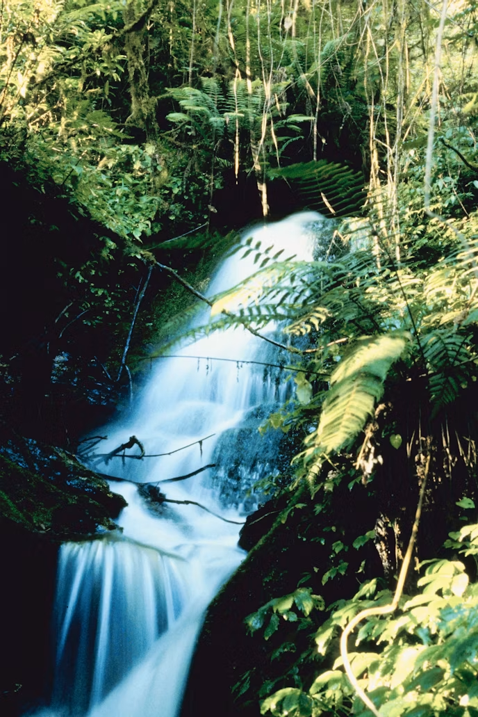 Jamaica: Blue Mountains & Coffee Country