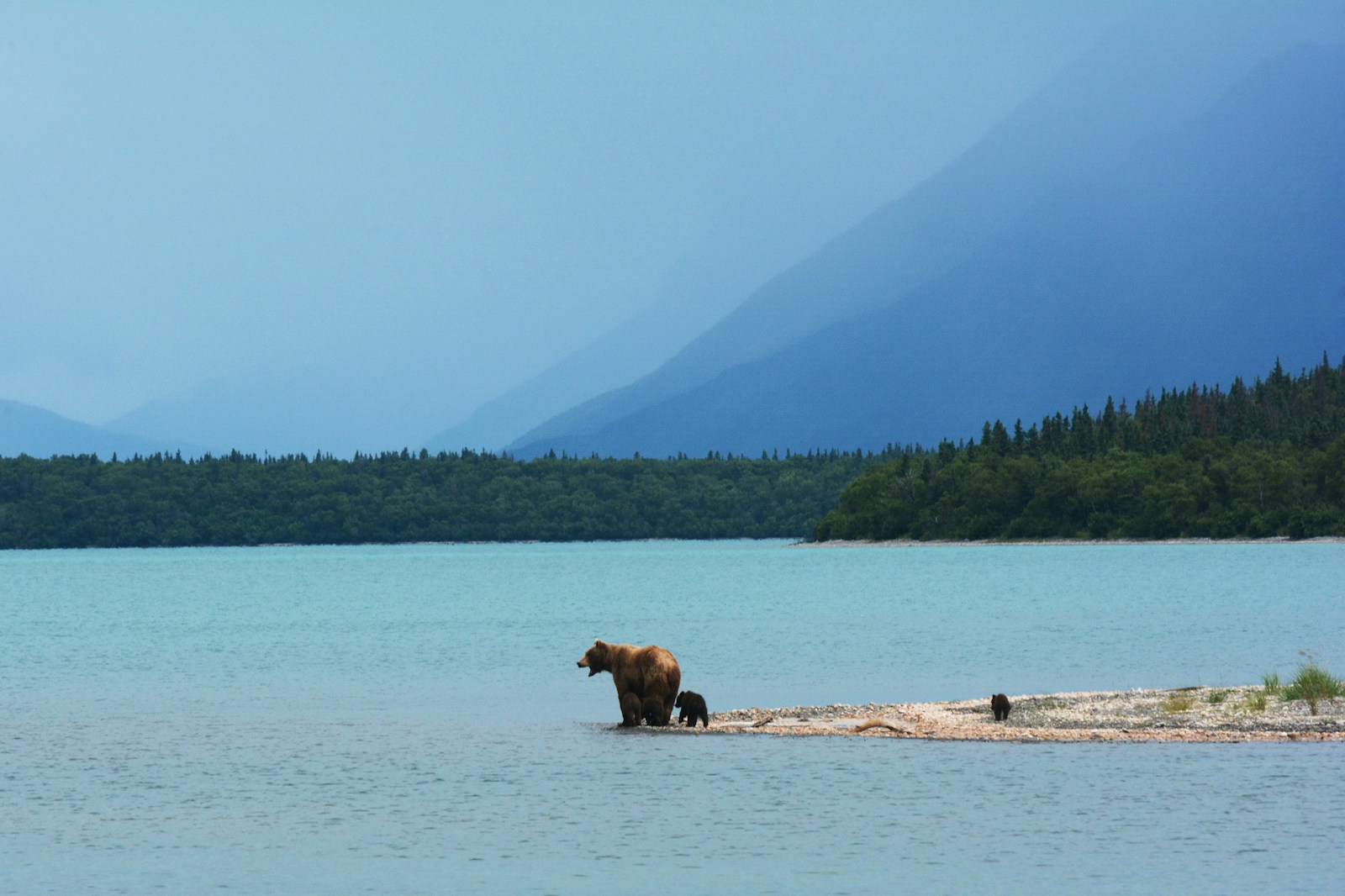 Brown bears on an Alaska riverbank with mountains in the distance