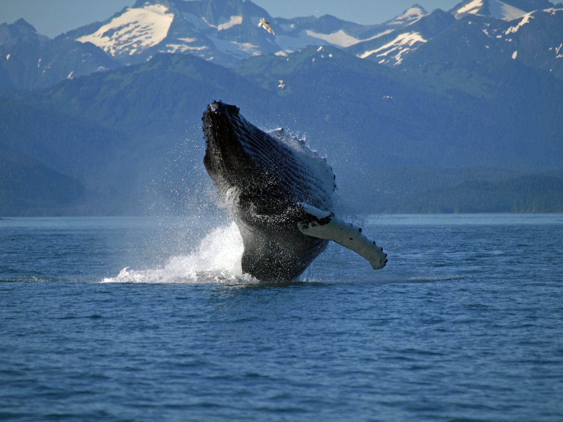 Humpback whale breaching against Alaska mountain scenery