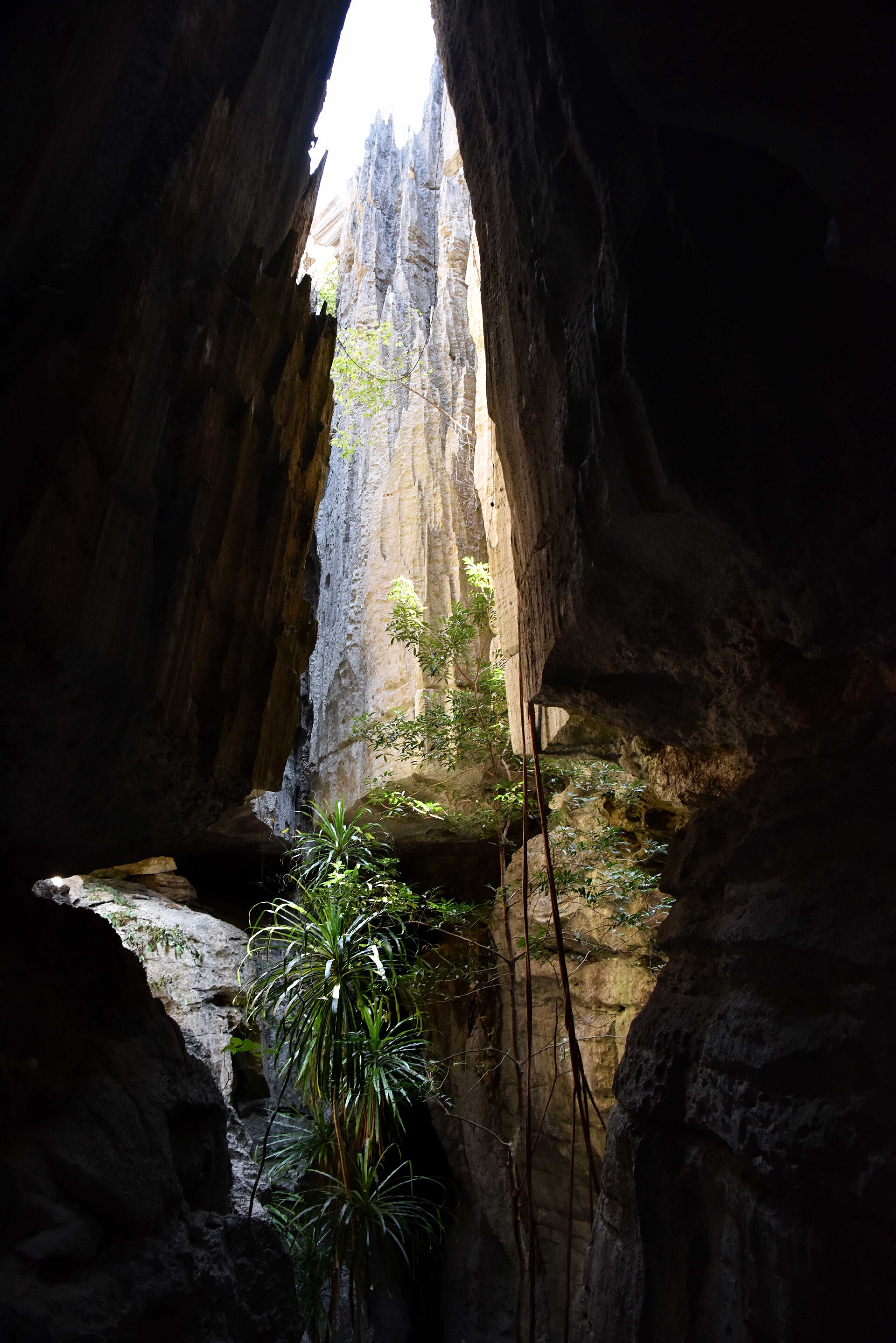 The limestone pinnacles of Big Tsingy in Madagascar
