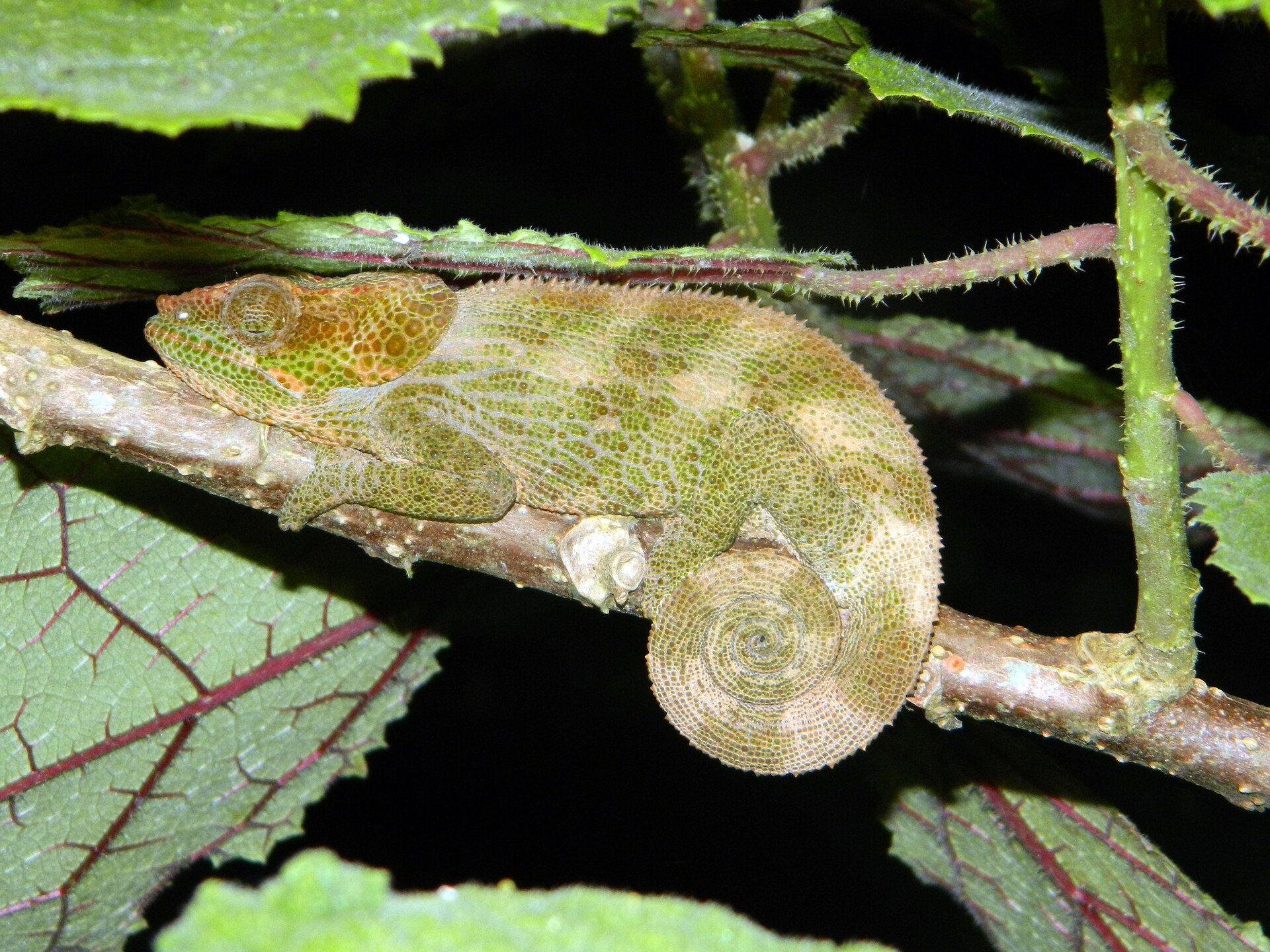 Endemic Calumma chameleon in Ranomafana National Park, Madagascar