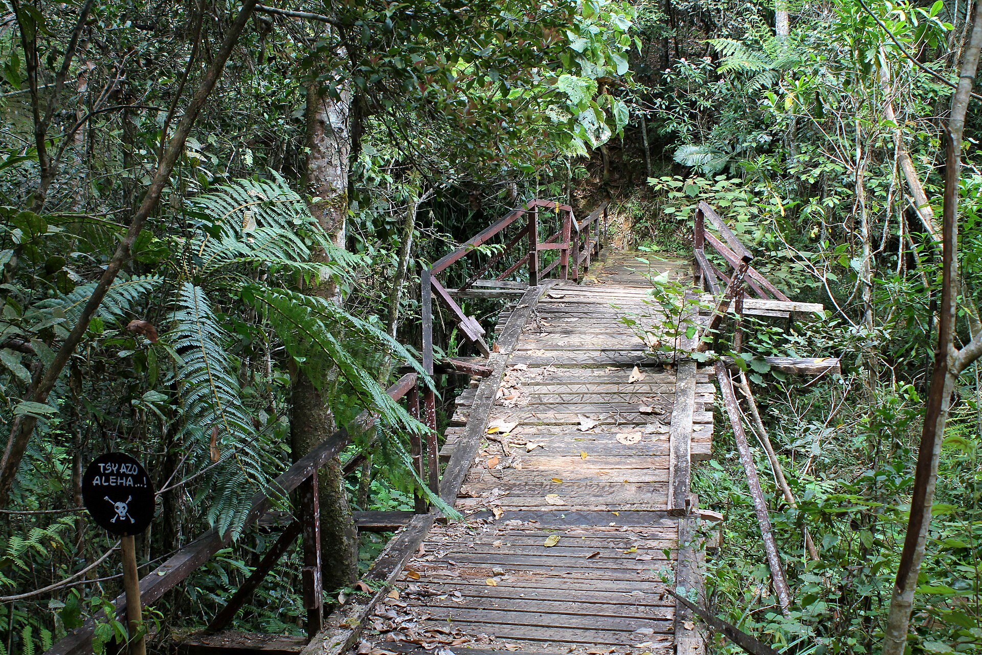 Rainforest trail and dense vegetation at Andasibe, Madagascar