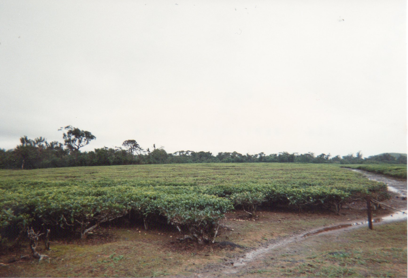 Tea-country road and fields in inland Mauritius