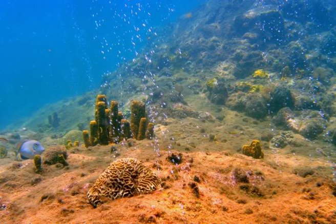 Dominica: Champagne Reef & Volcanic Diving