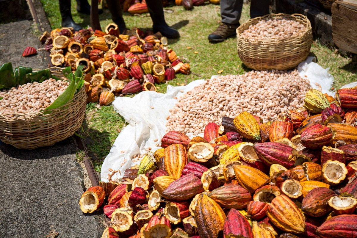 Grenada: Chocolate, Cocoa & Spice