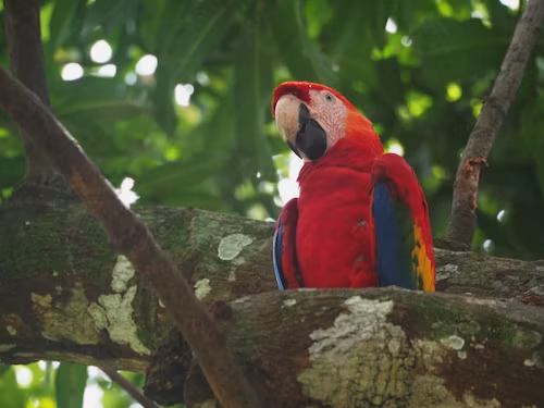 Scarlet macaw perched in the rainforest canopy of Costa Rica's Osa Peninsula