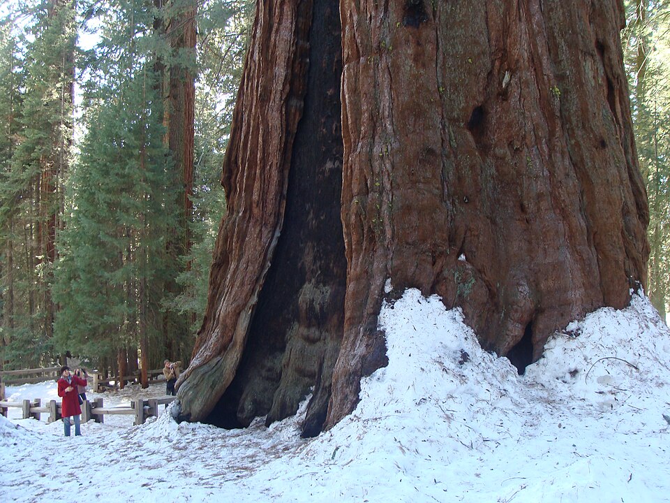 A traveler standing at the immense base of the General Sherman sequoia in California