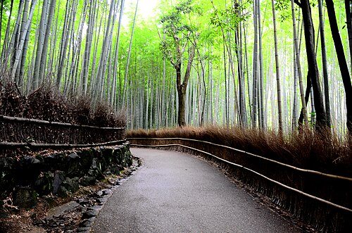 How deeply to explore for Kyoto: Bamboo forest 01