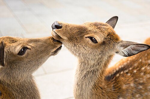 How to pace the visit for Osaka: Two deer in Nara