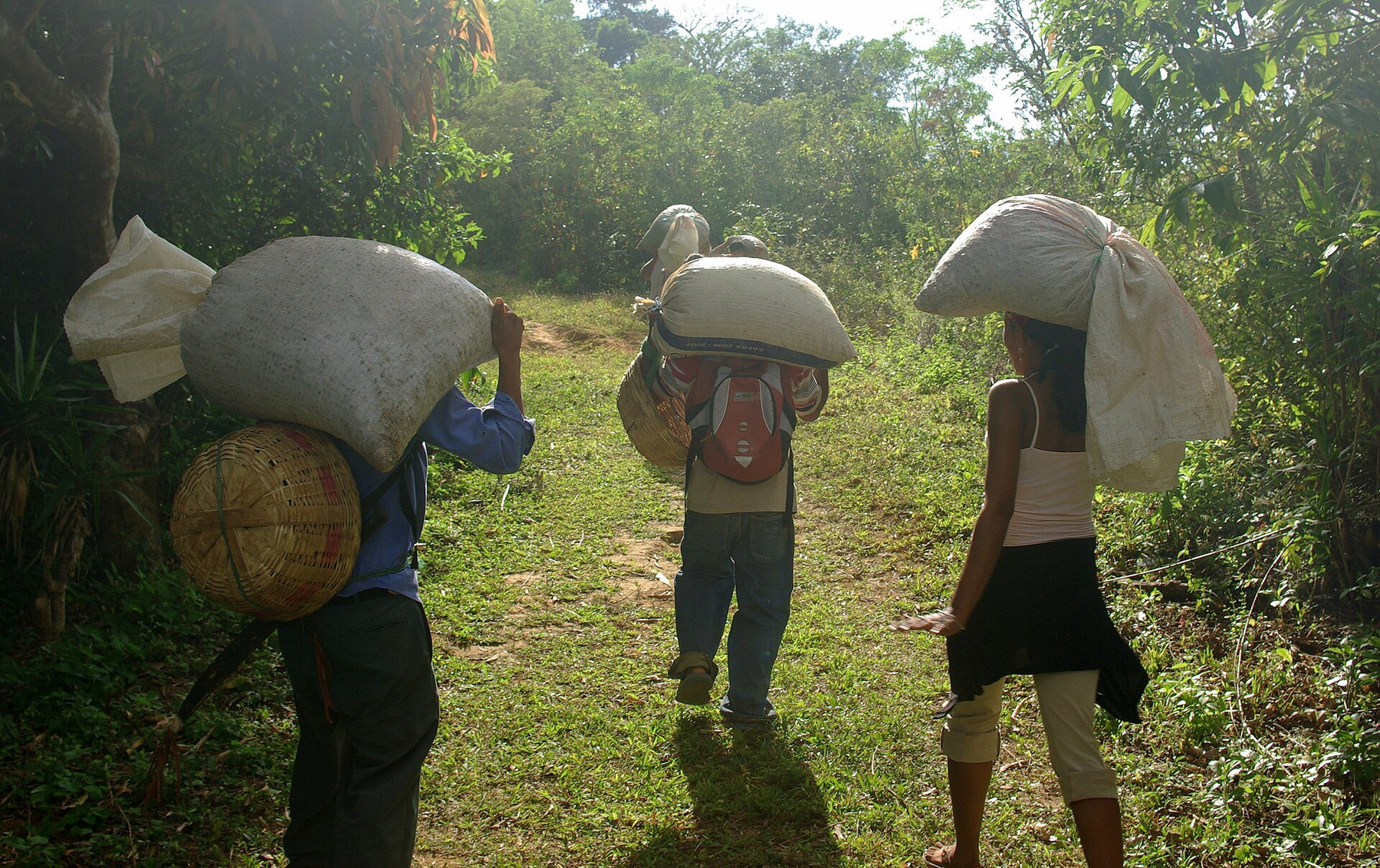 Coffee growers carrying harvest sacks in Tacuba near El Imposible, El Salvador