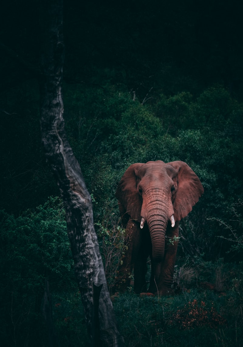 Wildlife & Safari