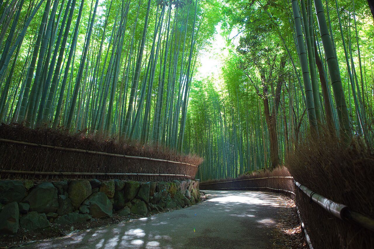 Arashiyama: Sagano Bamboo forest, Arashiyama, Kyoto