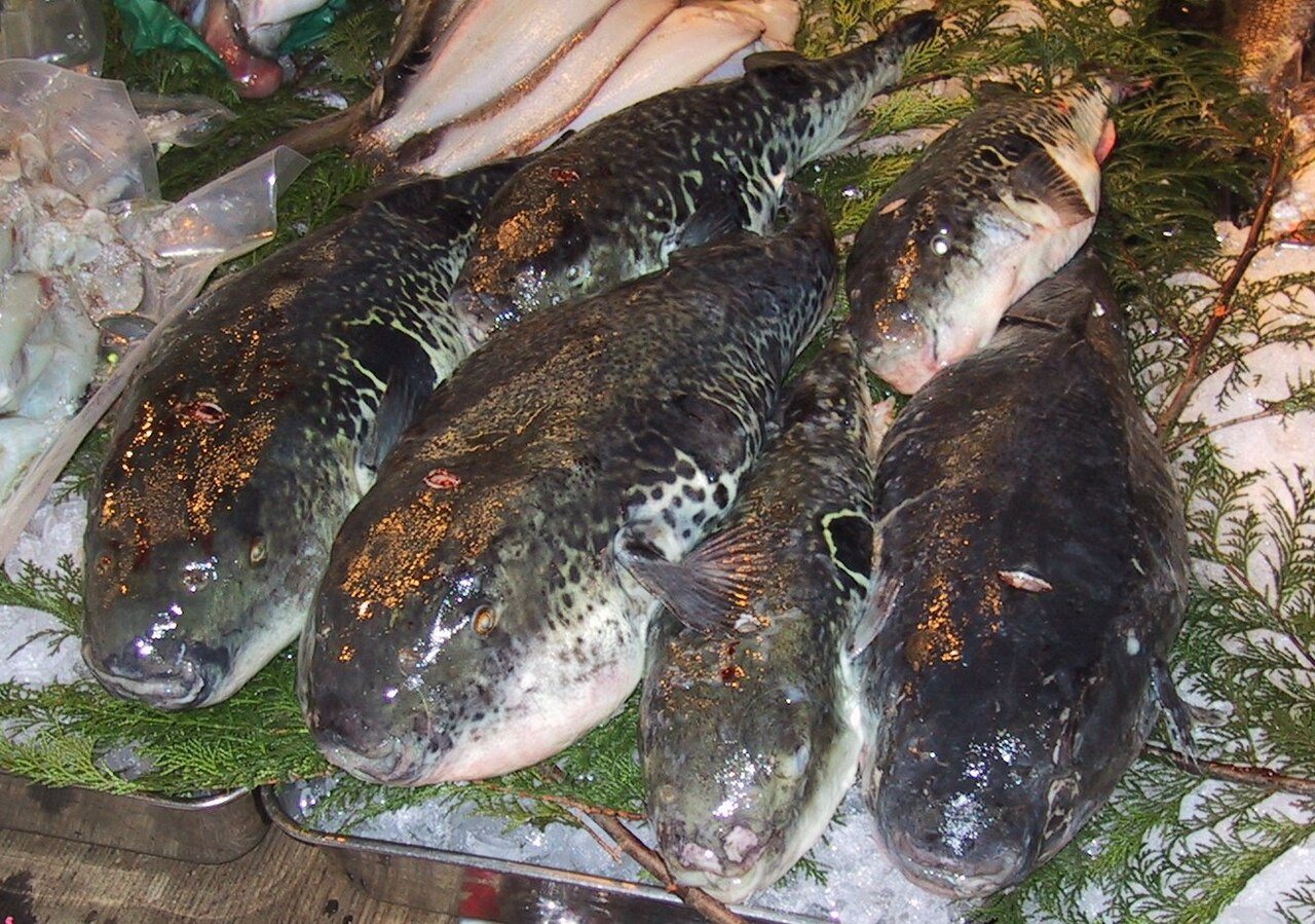 Food & craft Tokyo: Fugu.Tsukiji.CR