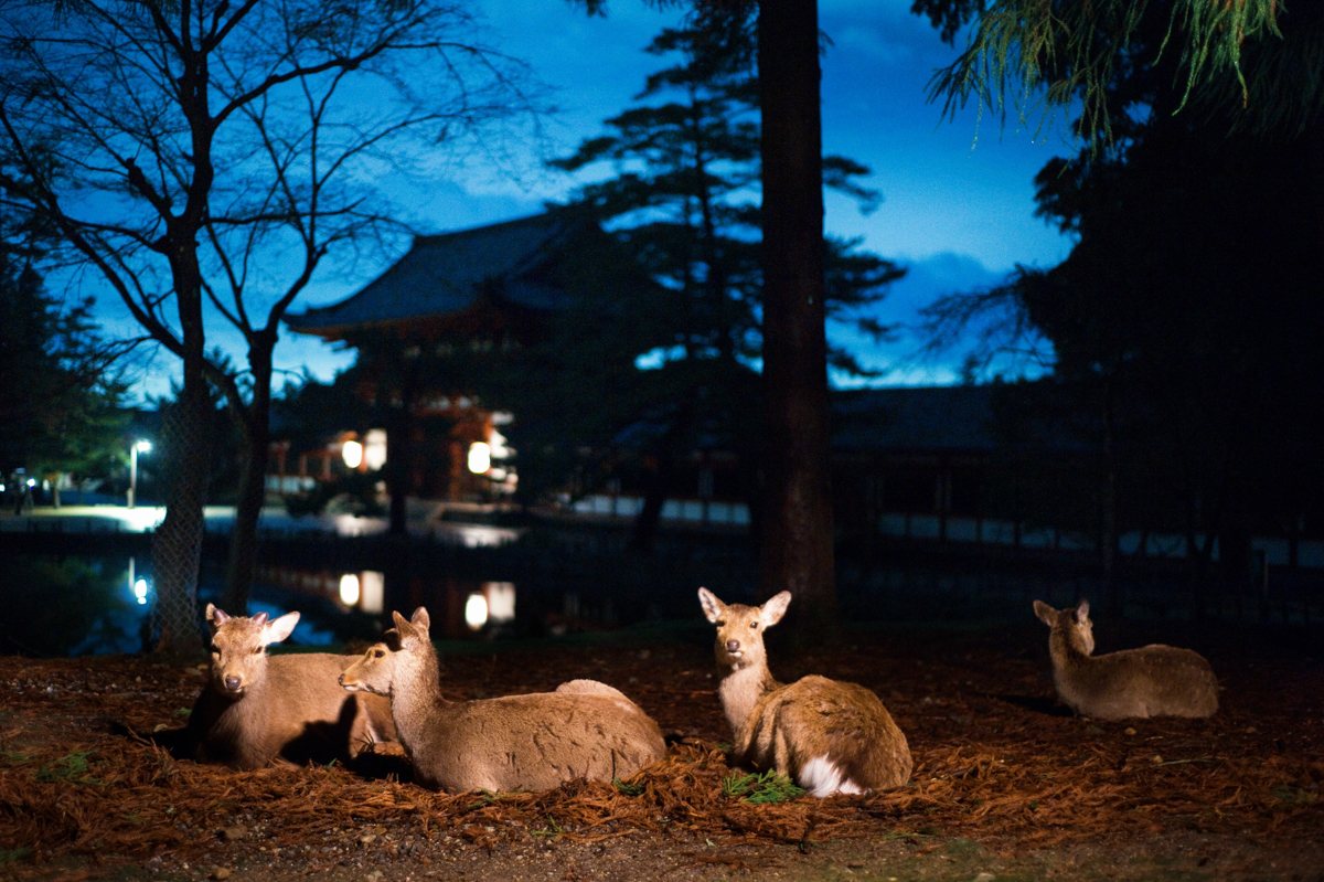 Nara or Kobe: Deers having rest in the garden surrounding Tōdai ji temple complex. Nara, Nara Prefecture, Kansai Region, Japan