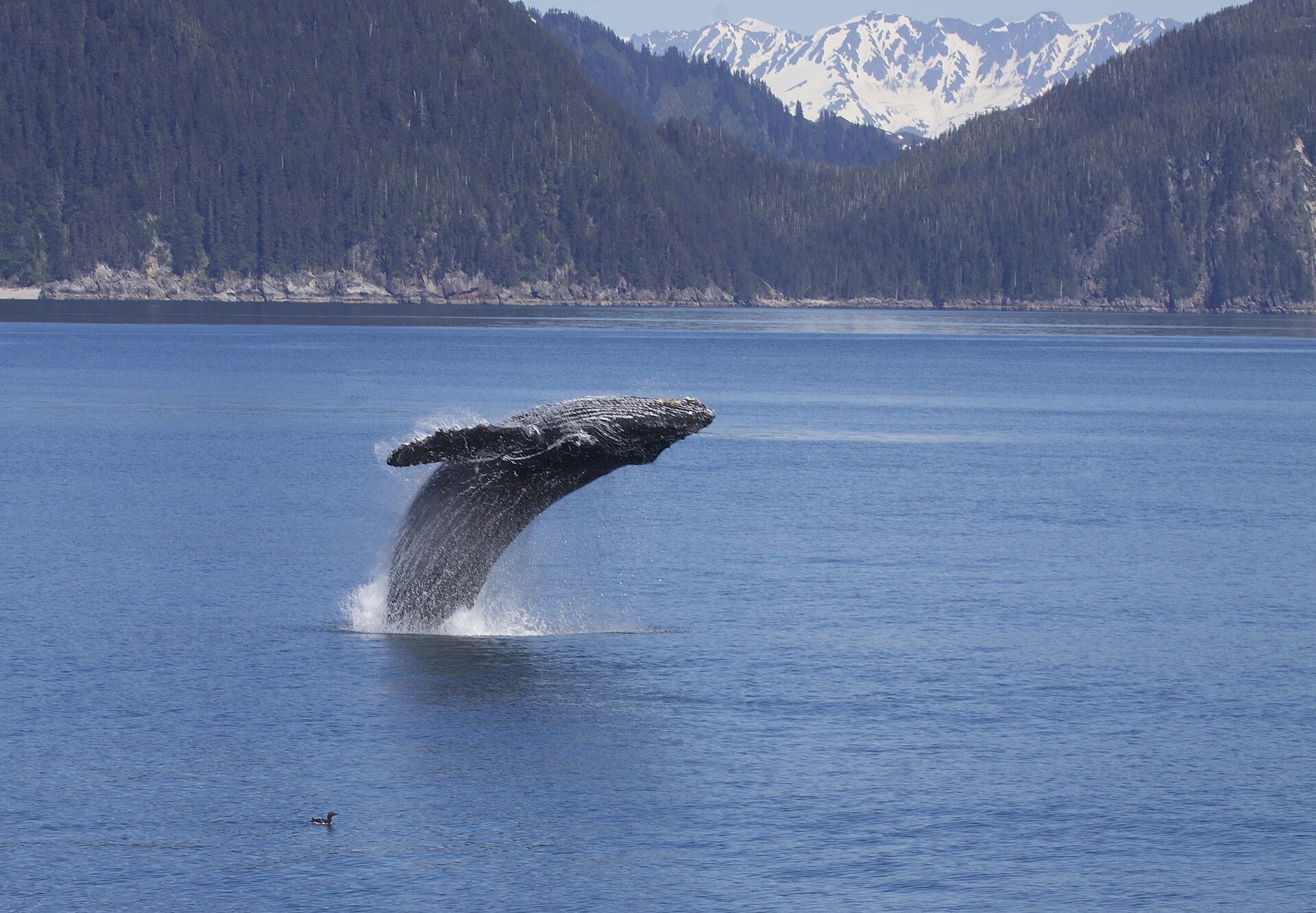 Humpback whale breaching in Alaskan coastal water beneath snow-streaked mountains