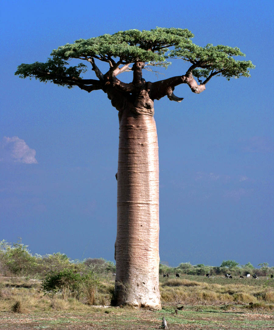 Grandidier's baobabs in the dry landscape near Morondava, Madagascar