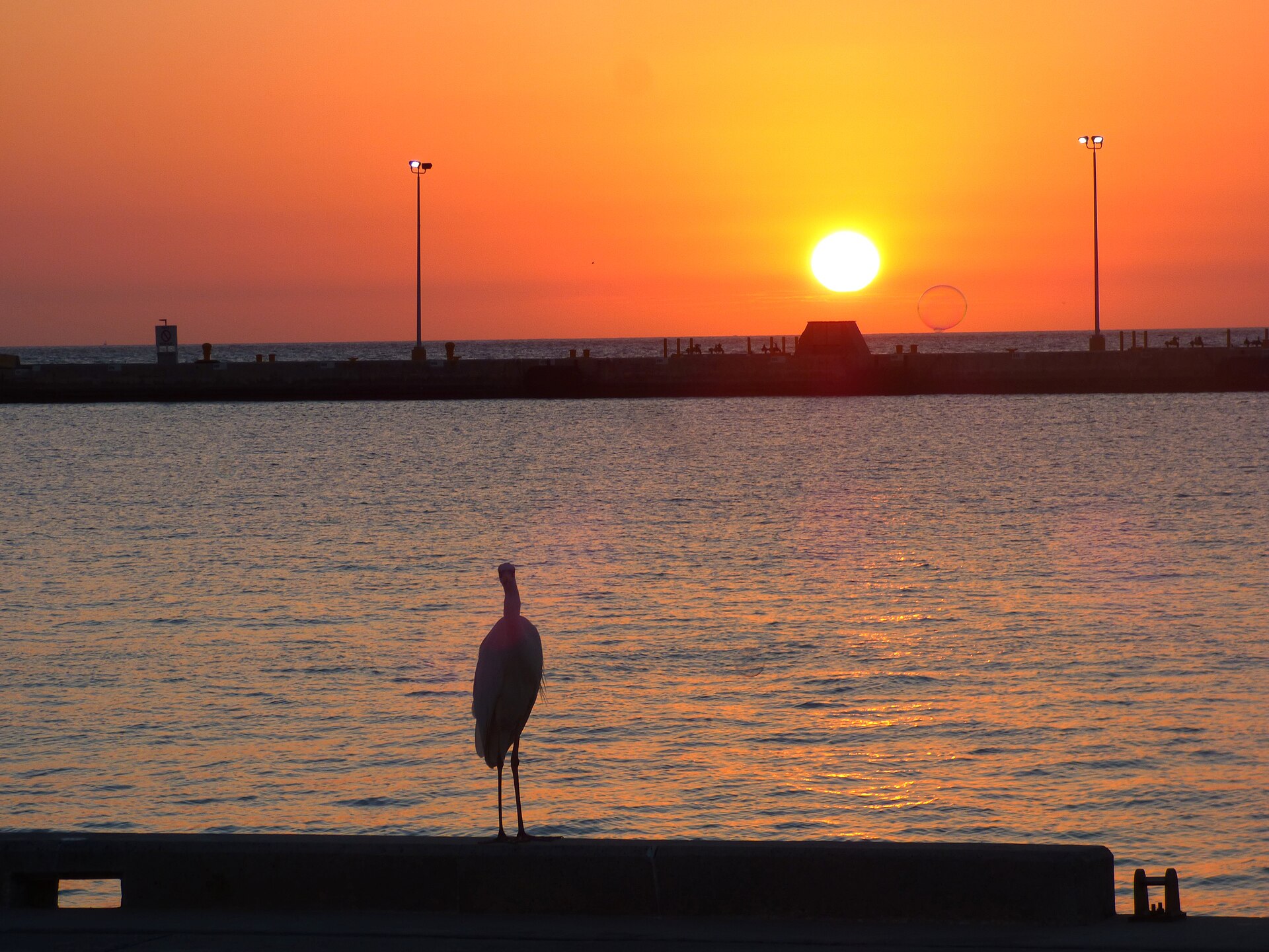 A heron silhouetted against sunset at Truman Waterfront Park in Key West