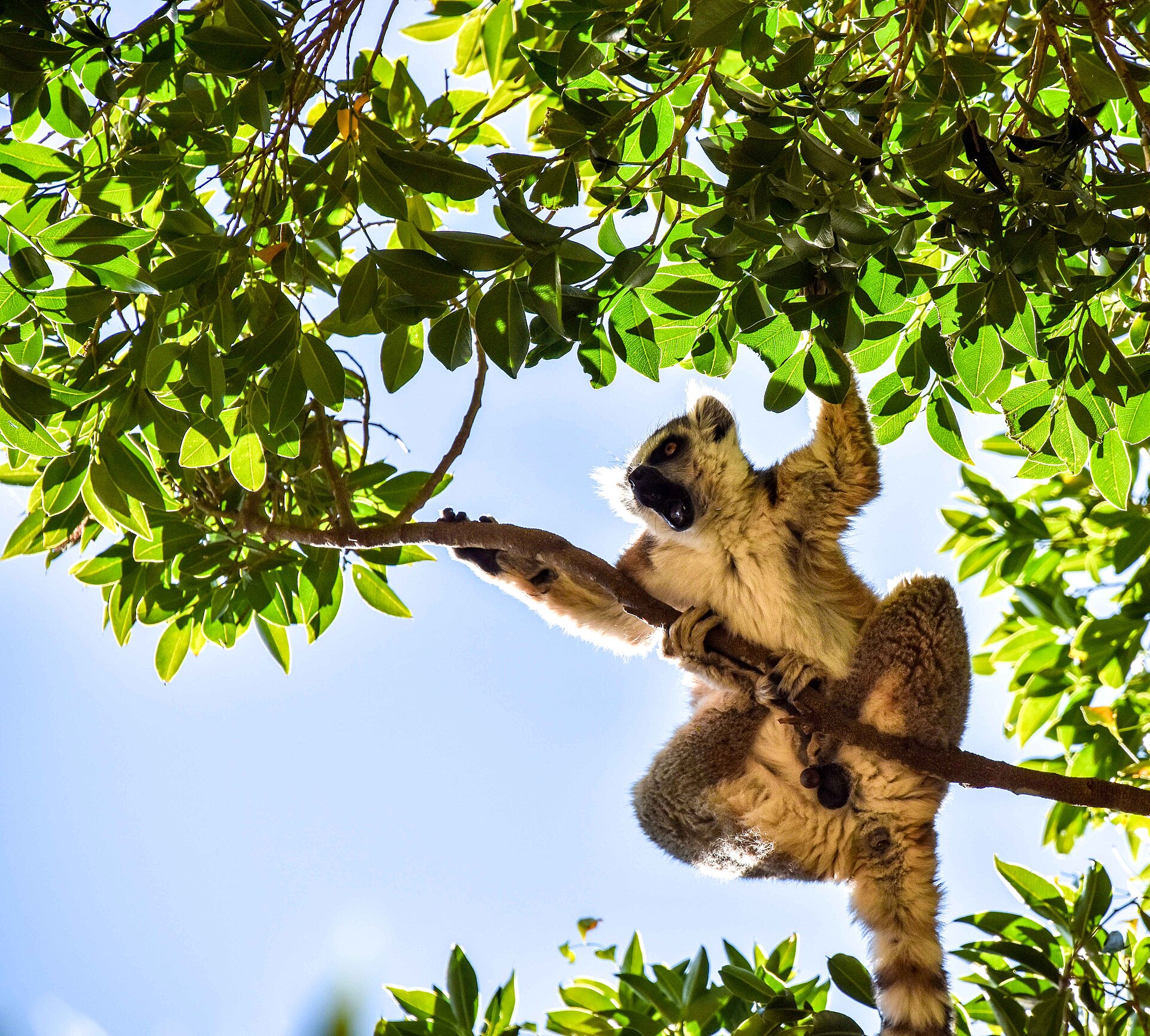 Wild ring-tailed lemur in Madagascar