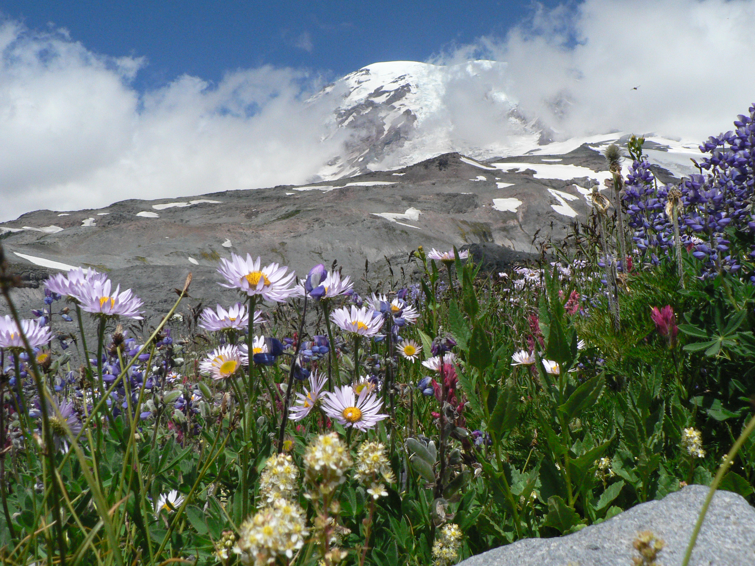 Mount Rainier rising above a close alpine meadow of purple and white wildflowers
