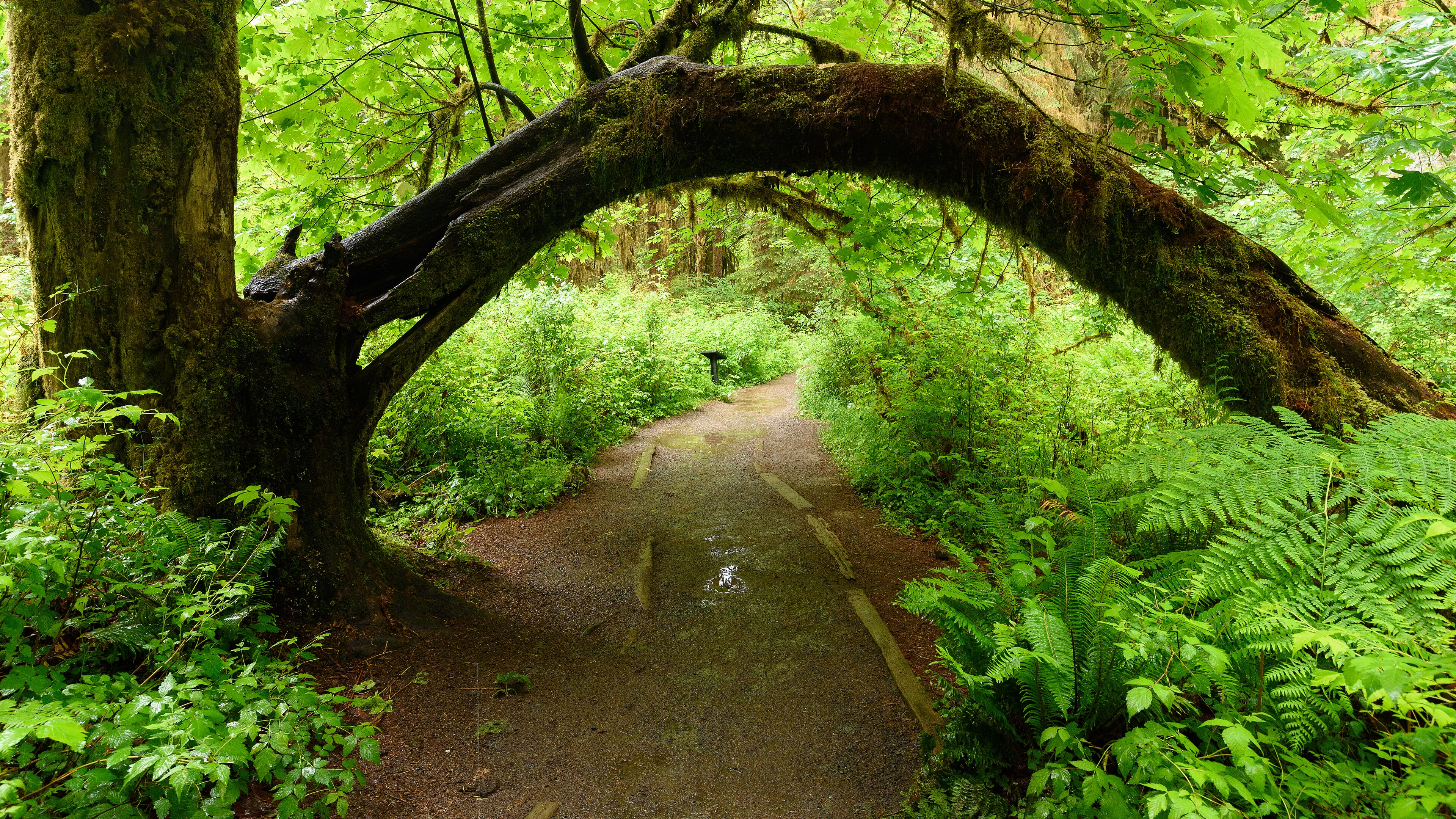 Moss-draped trees and ferns surrounding a trail in Olympic National Park's Hoh Rain Forest
