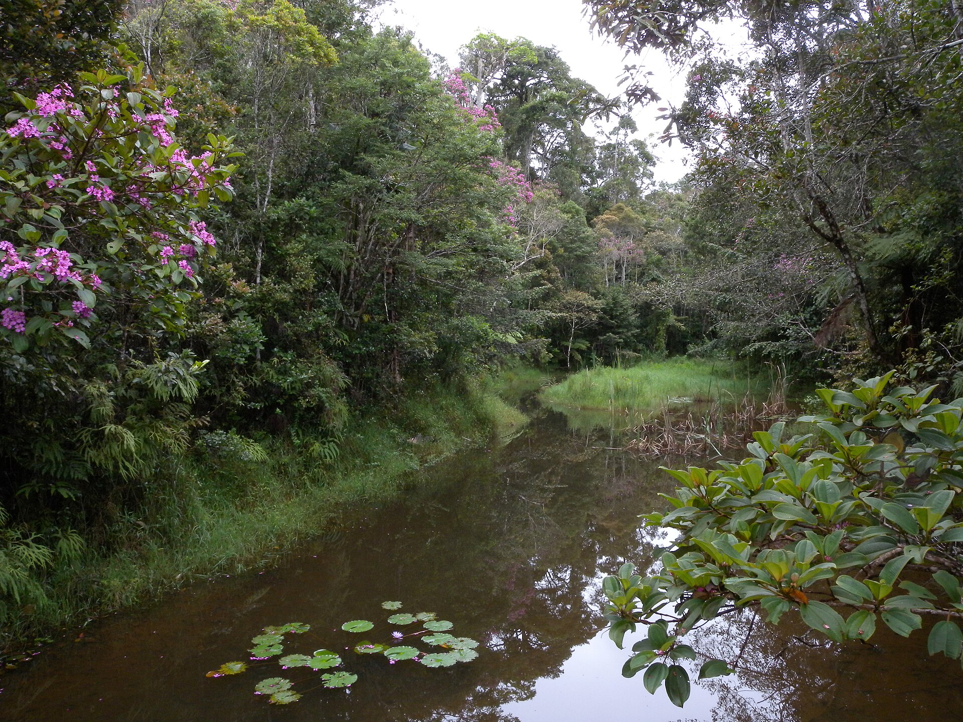 Dense rainforest in Andasibe National Park, Madagascar