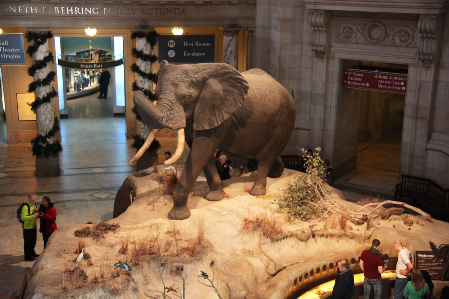 Visitors exploring the Fényköv elephant exhibit in the Smithsonian National Museum of Natural History rotunda