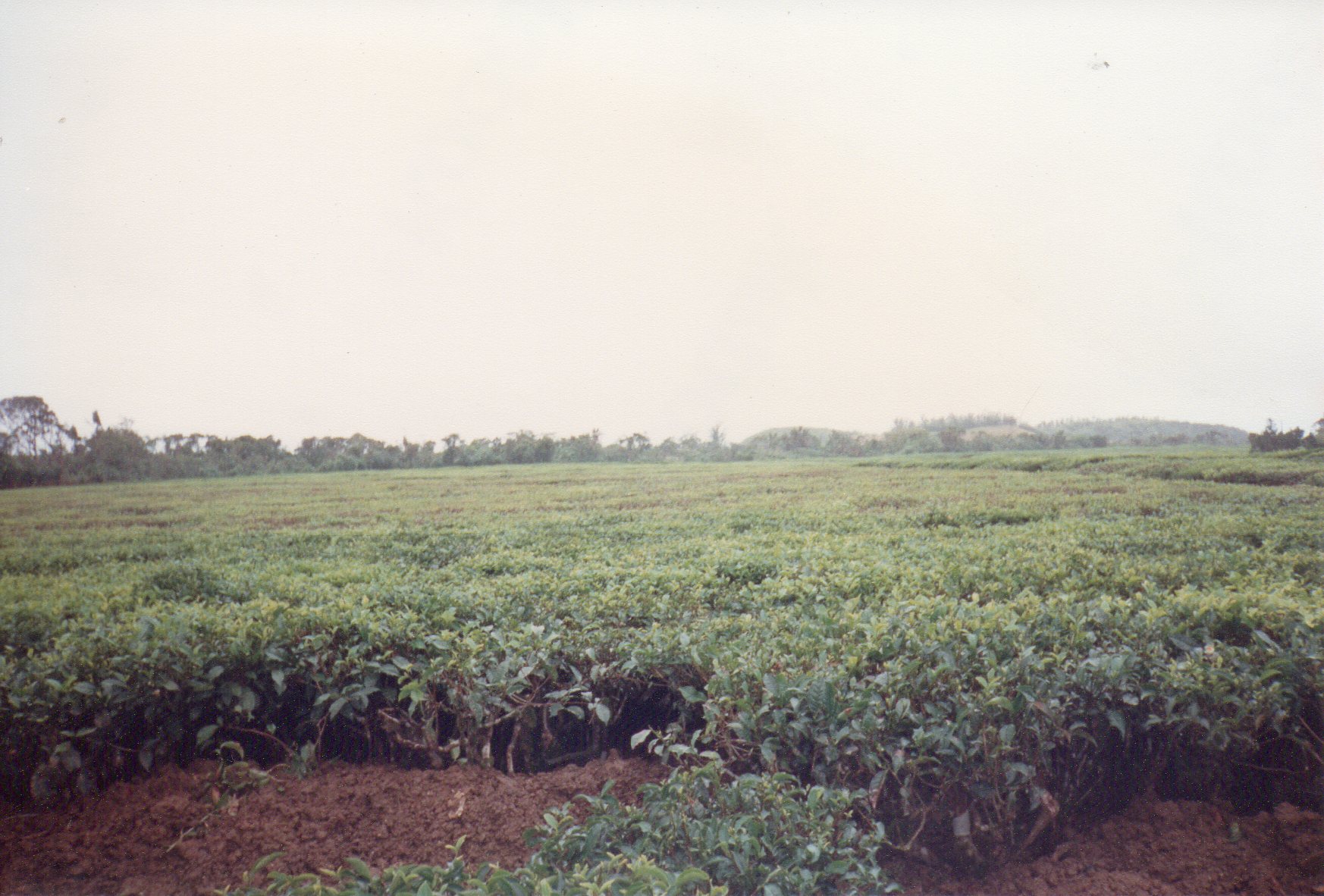 Tea fields across the cool highlands of Mauritius