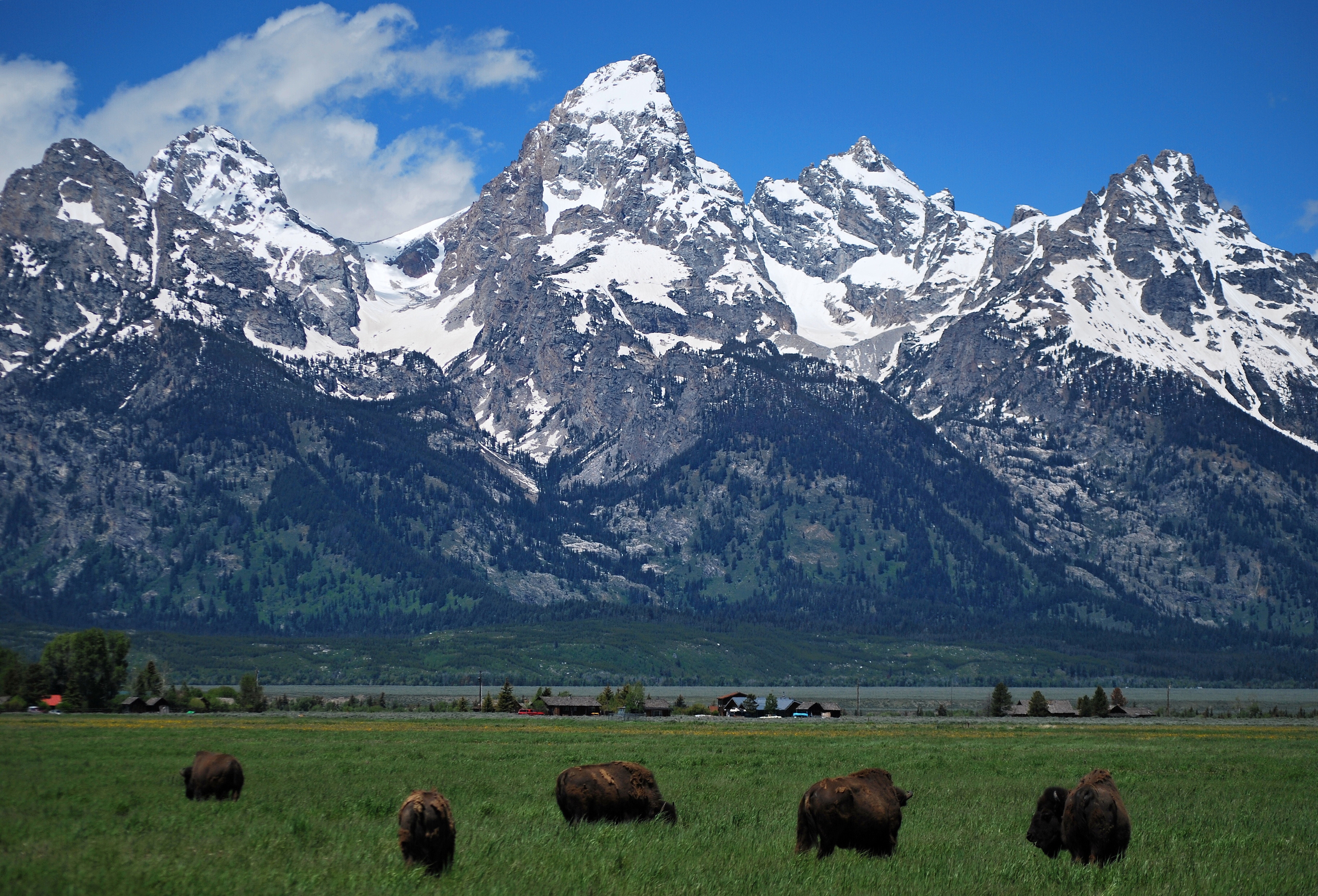 Bison grazing beneath the snow-covered Teton Range in Grand Teton National Park