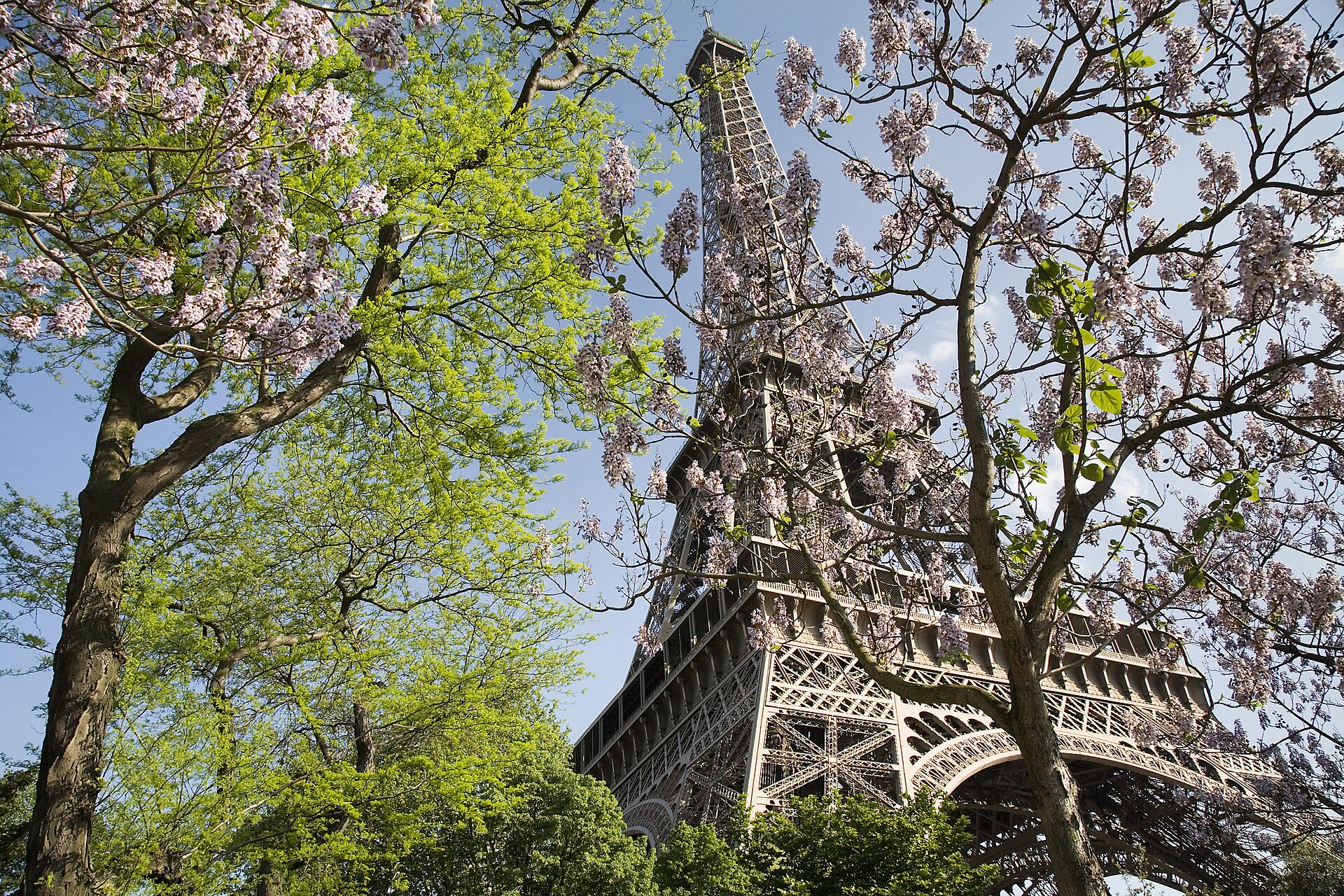 Eiffel Tower framed by spring trees in Paris