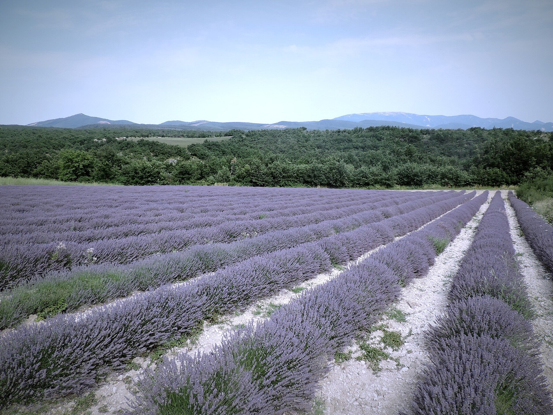 Lavender fields stretching across Provence