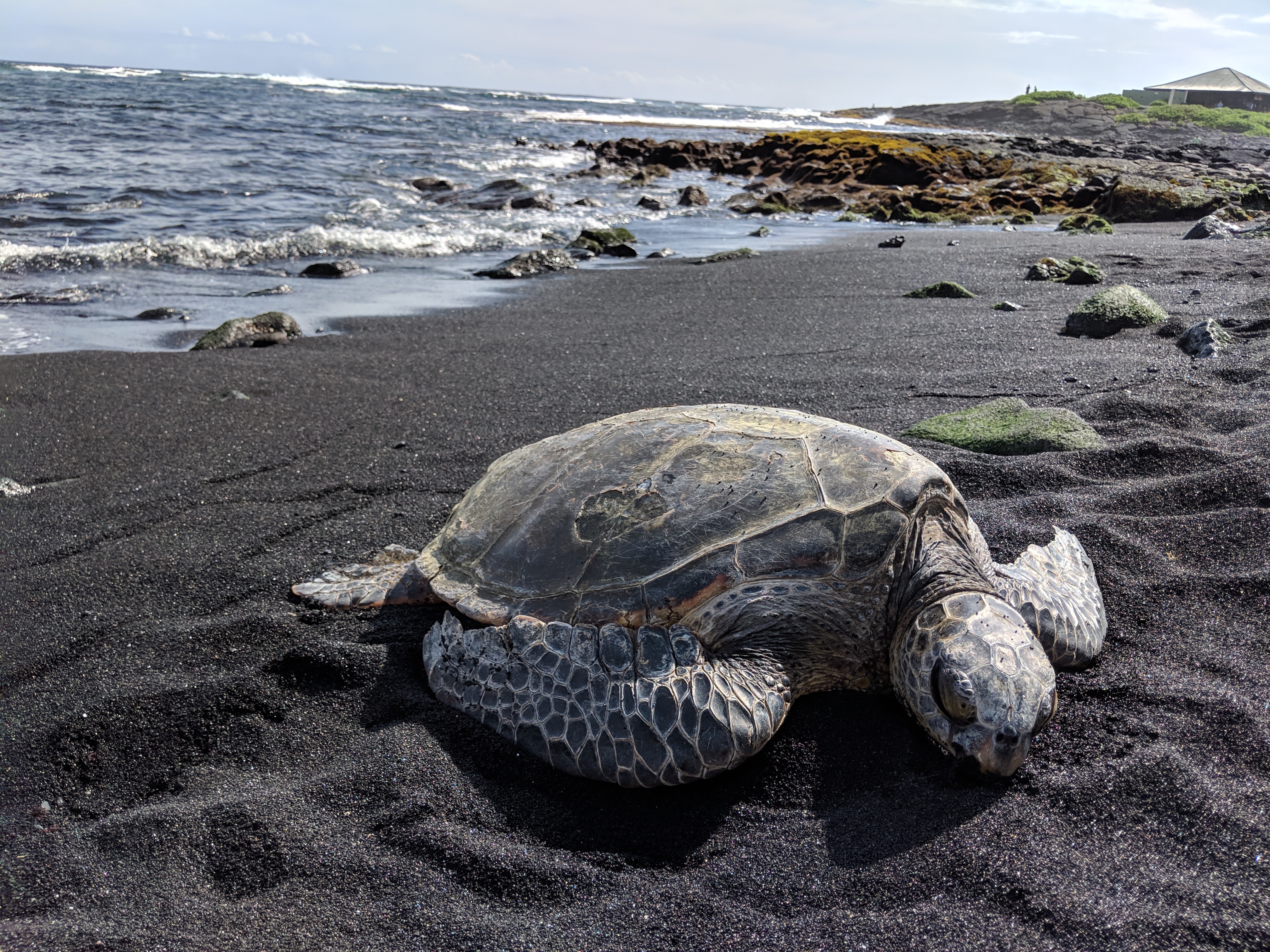 A Hawaiian green sea turtle rests on the black volcanic sand at Punaluu Beach on Hawaii Island