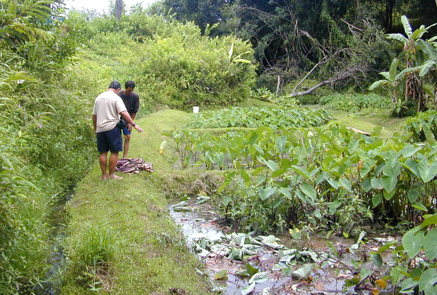People harvest kalo in a working loʻi in Maunawili Valley on windward Oʻahu