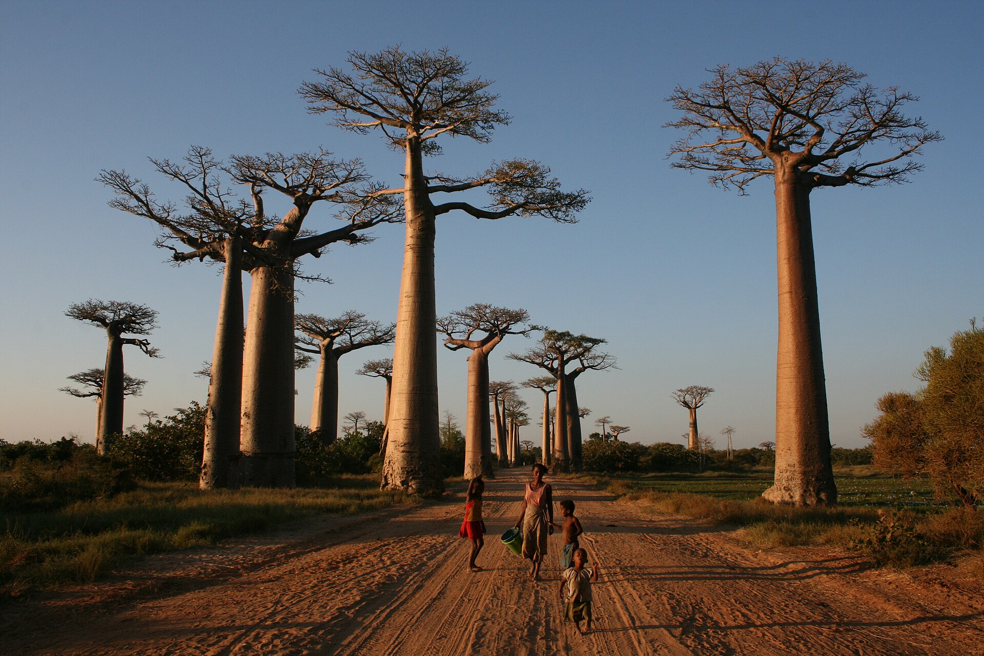 Local residents walking beneath baobabs near Morondava, Madagascar