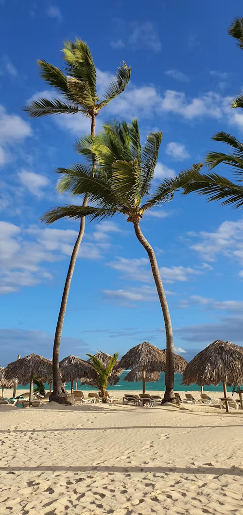 Dominican Republic: palm trees over a Punta Cana beach with thatched palapas and turquoise Caribbean water
