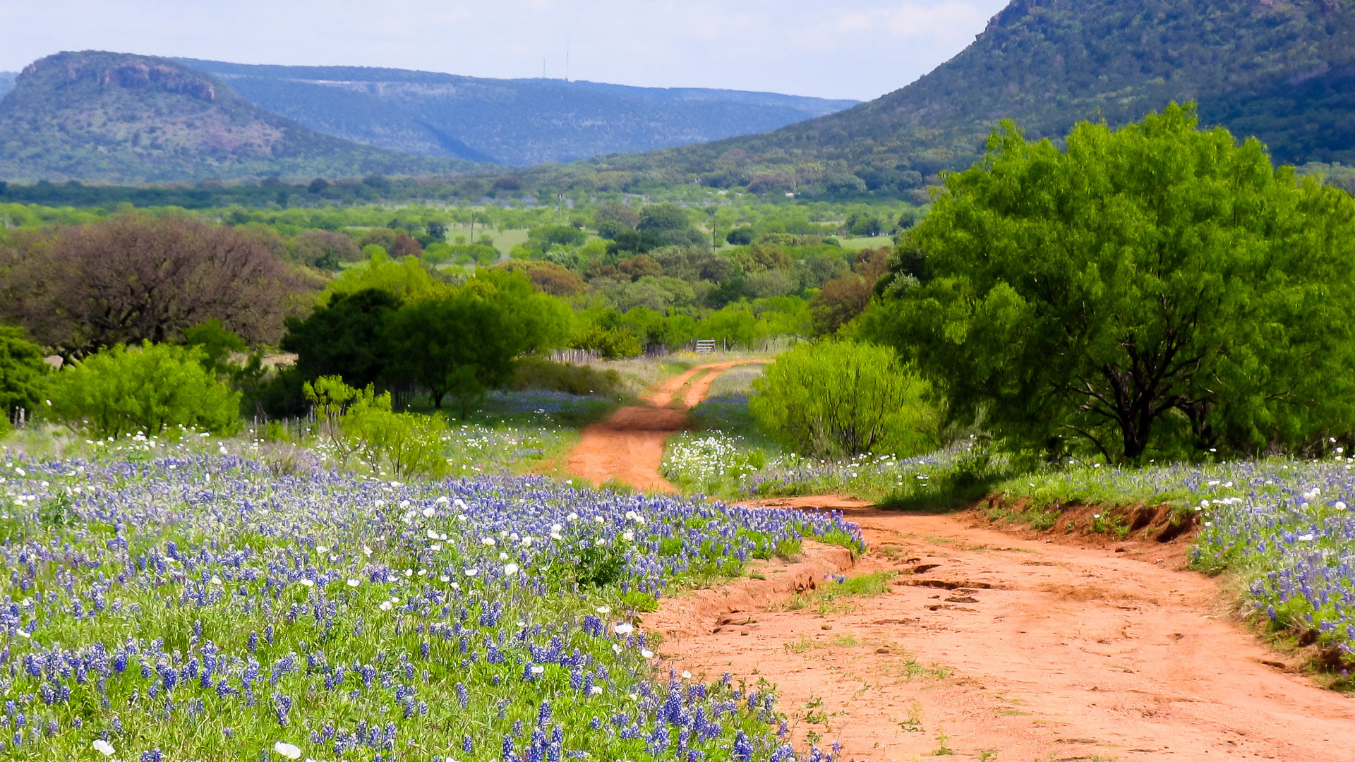 A red-dirt road winds through Texas Hill Country bluebonnets and limestone hills