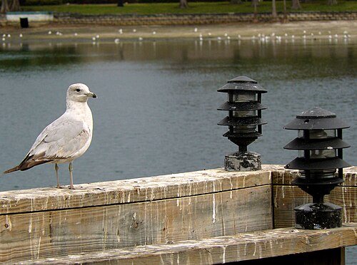 Neighborhood and culture for Orlando: Lake Eola Park, Downtown Orlando, Florida