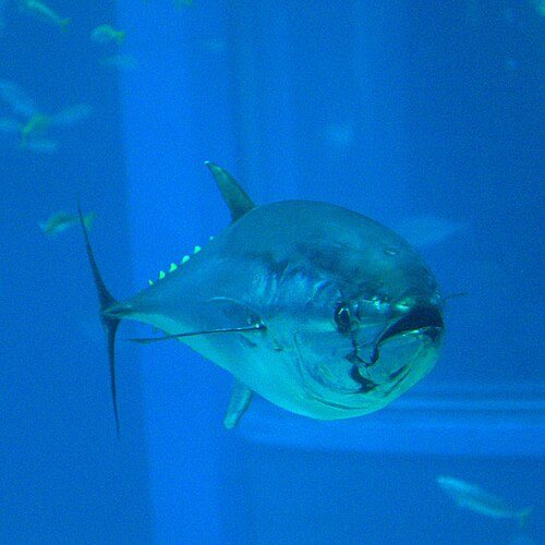 A deeper regional extension for Osaka: Thunnus orientalis (Osaka Kaiyukan Aquarium)