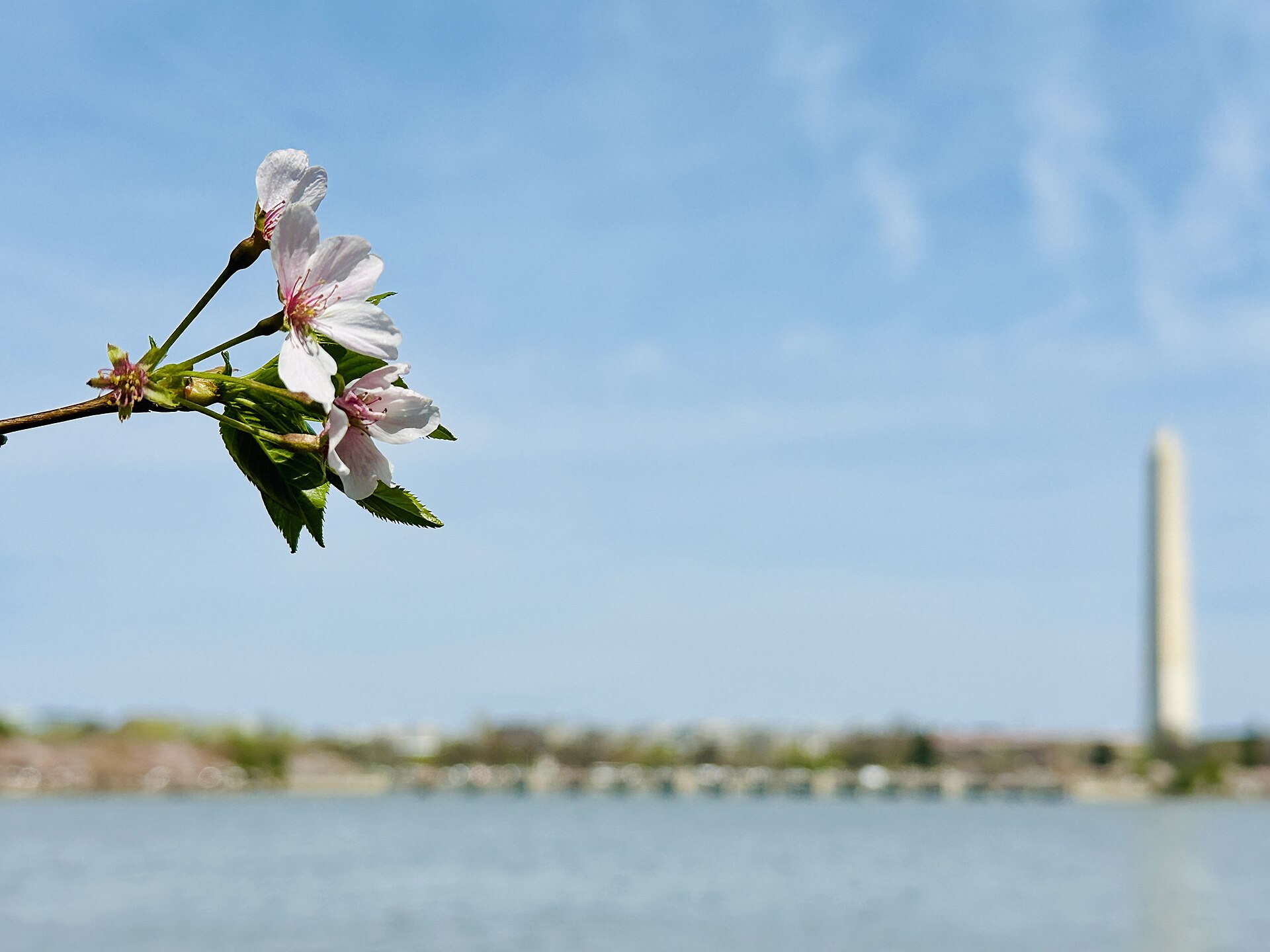 Cherry blossoms framed against the Washington Monument and blue spring sky