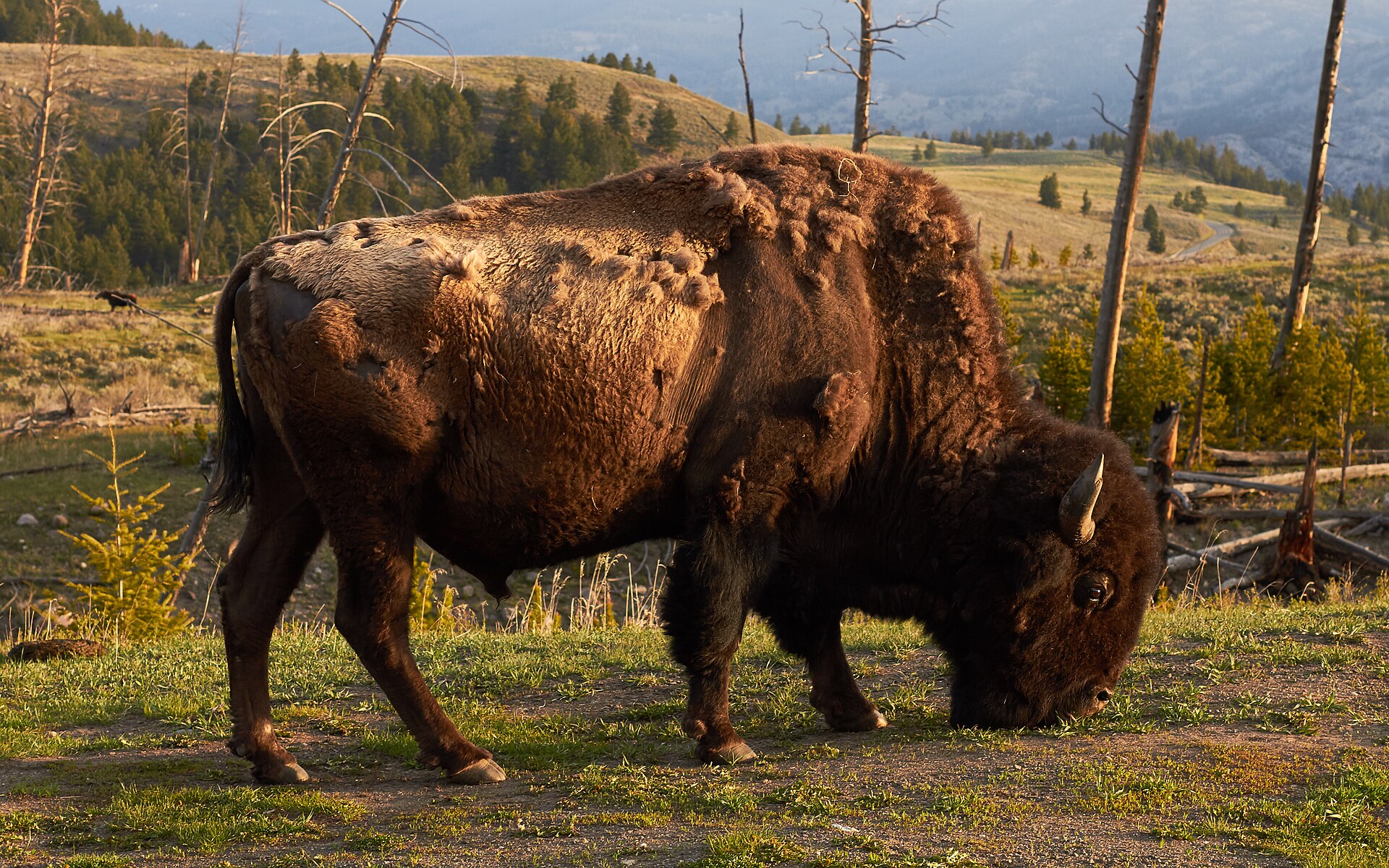American bison standing in Yellowstone's open grassland