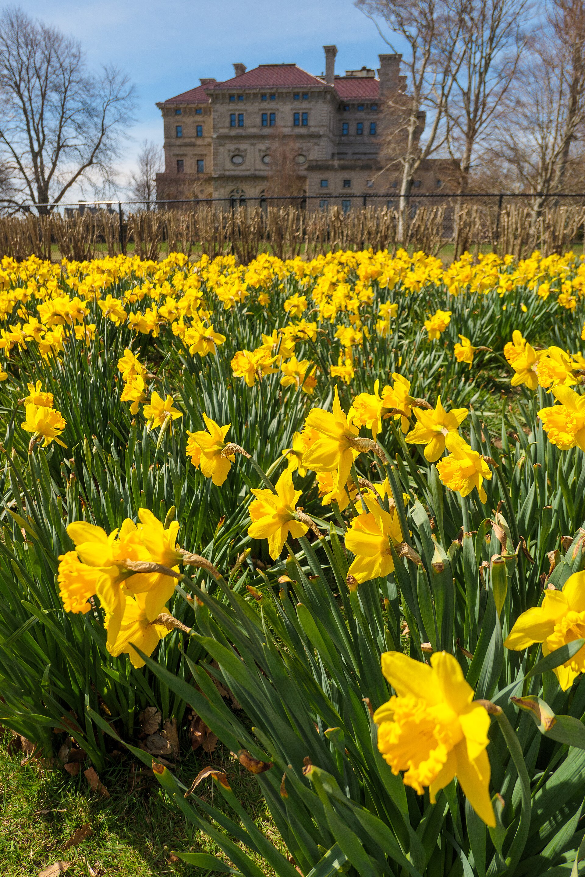 Yellow daffodils lining the oceanfront Cliff Walk in Newport, Rhode Island