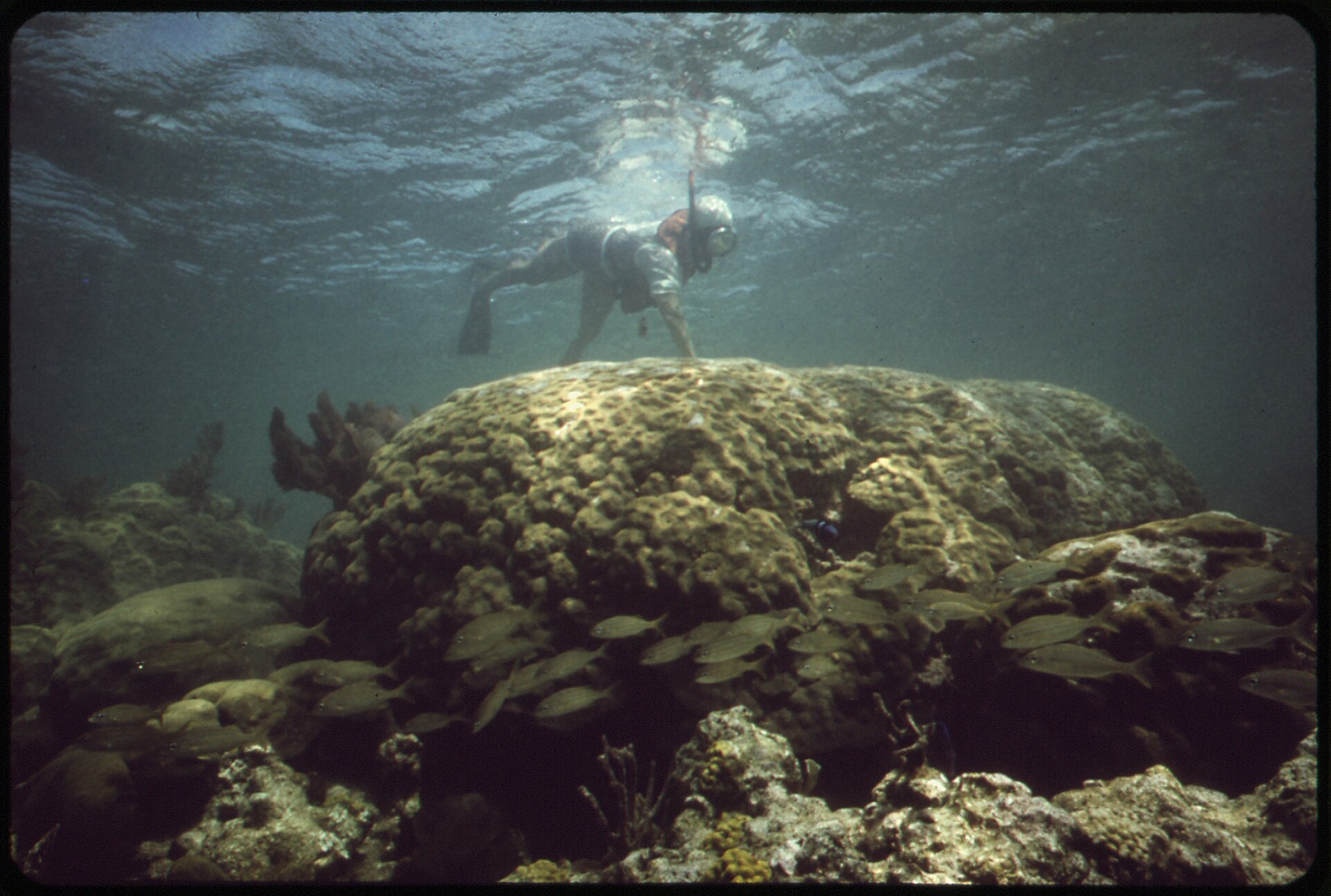 A snorkeler exploring coral and schools of fish at John Pennekamp Coral Reef State Park