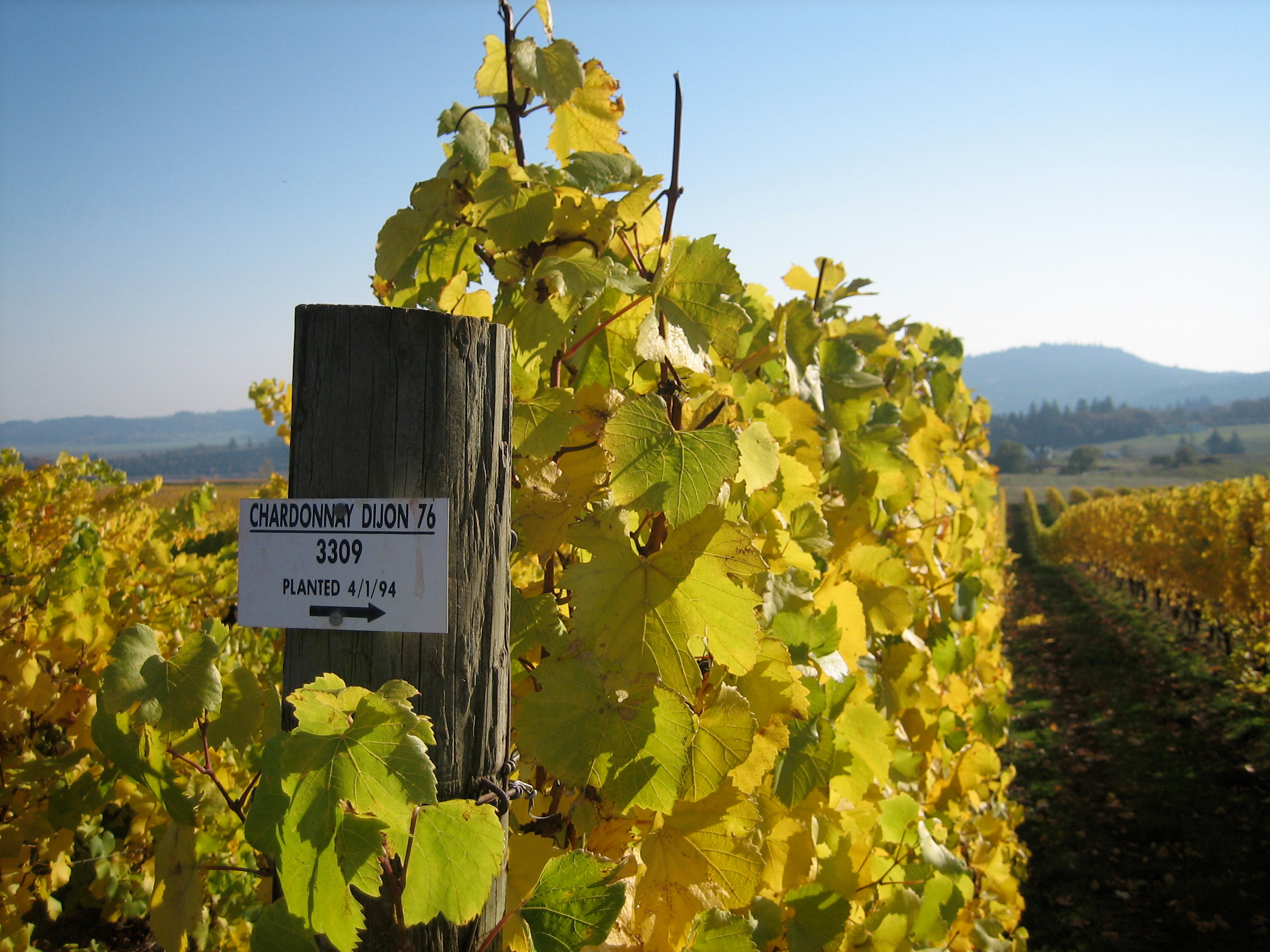 Golden grapevines at Bethel Heights Vineyard in Oregon's Willamette Valley
