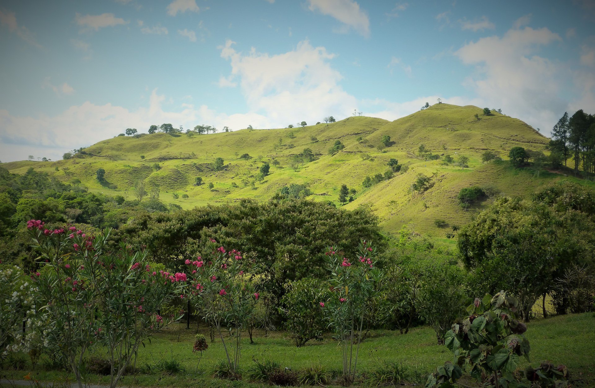 Green coffee-country hills at Finca Lerida near Boquete, Panama