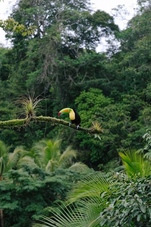 Dominica: Rainforest Wildlife
