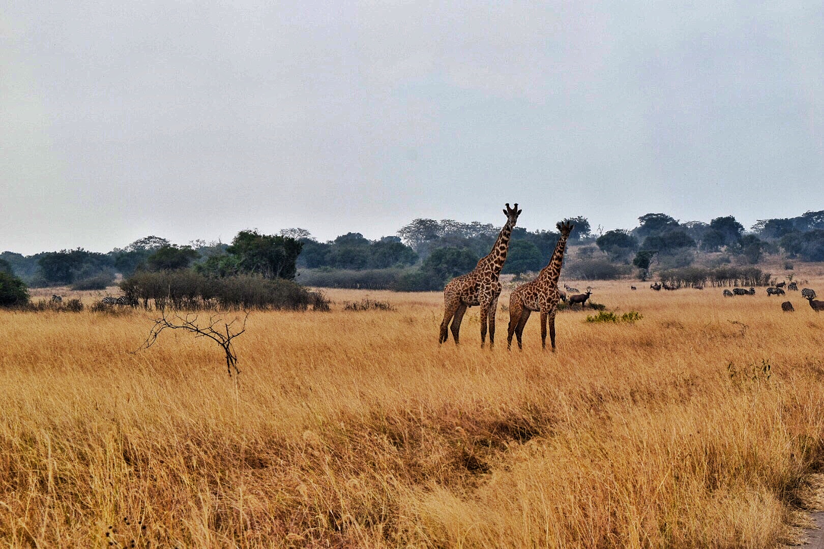 Giraffes crossing Akagera National Park in Rwanda