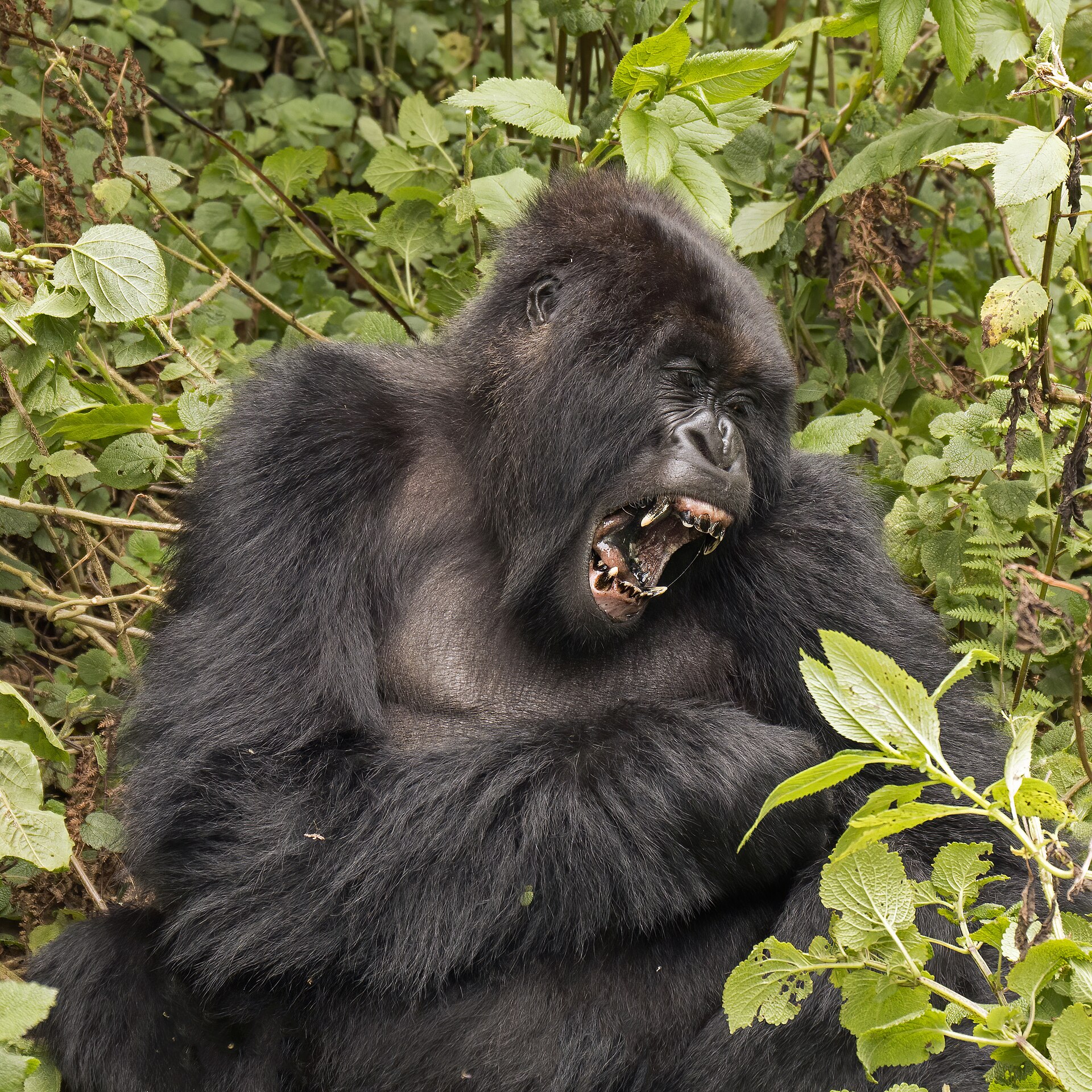 Mountain gorilla encountered in Rwanda's Volcanoes National Park