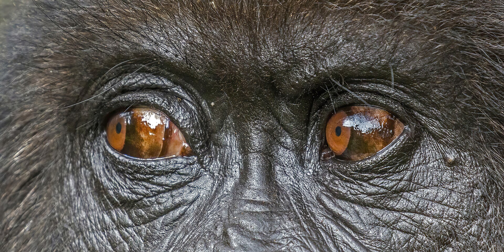 Close portrait of a mountain gorilla in Rwanda's Volcanoes National Park