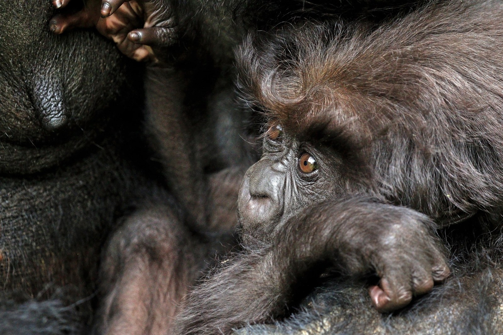 Young mountain gorilla in Rwanda's Volcanoes National Park